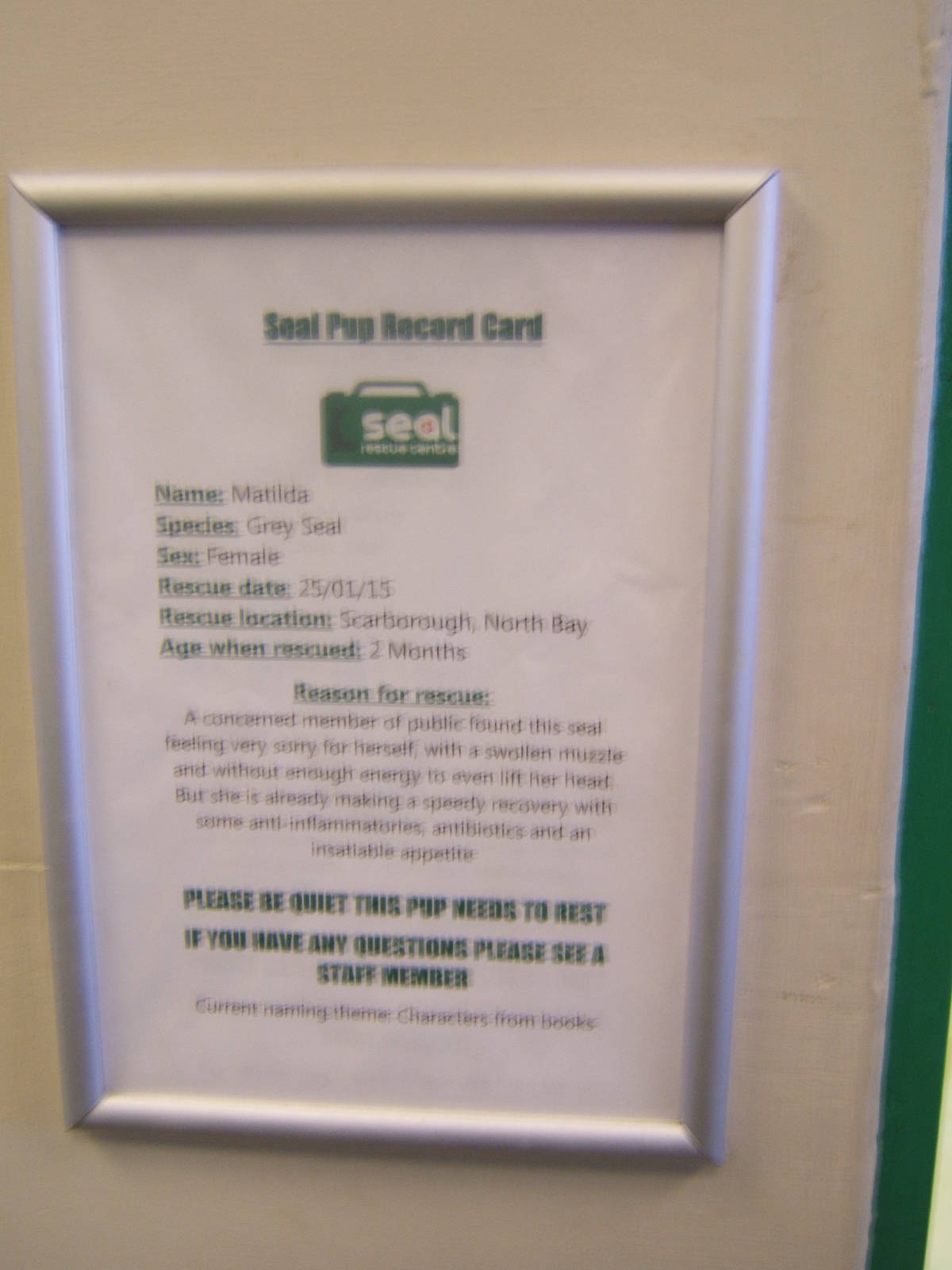 Sign about the Grey Seal pup