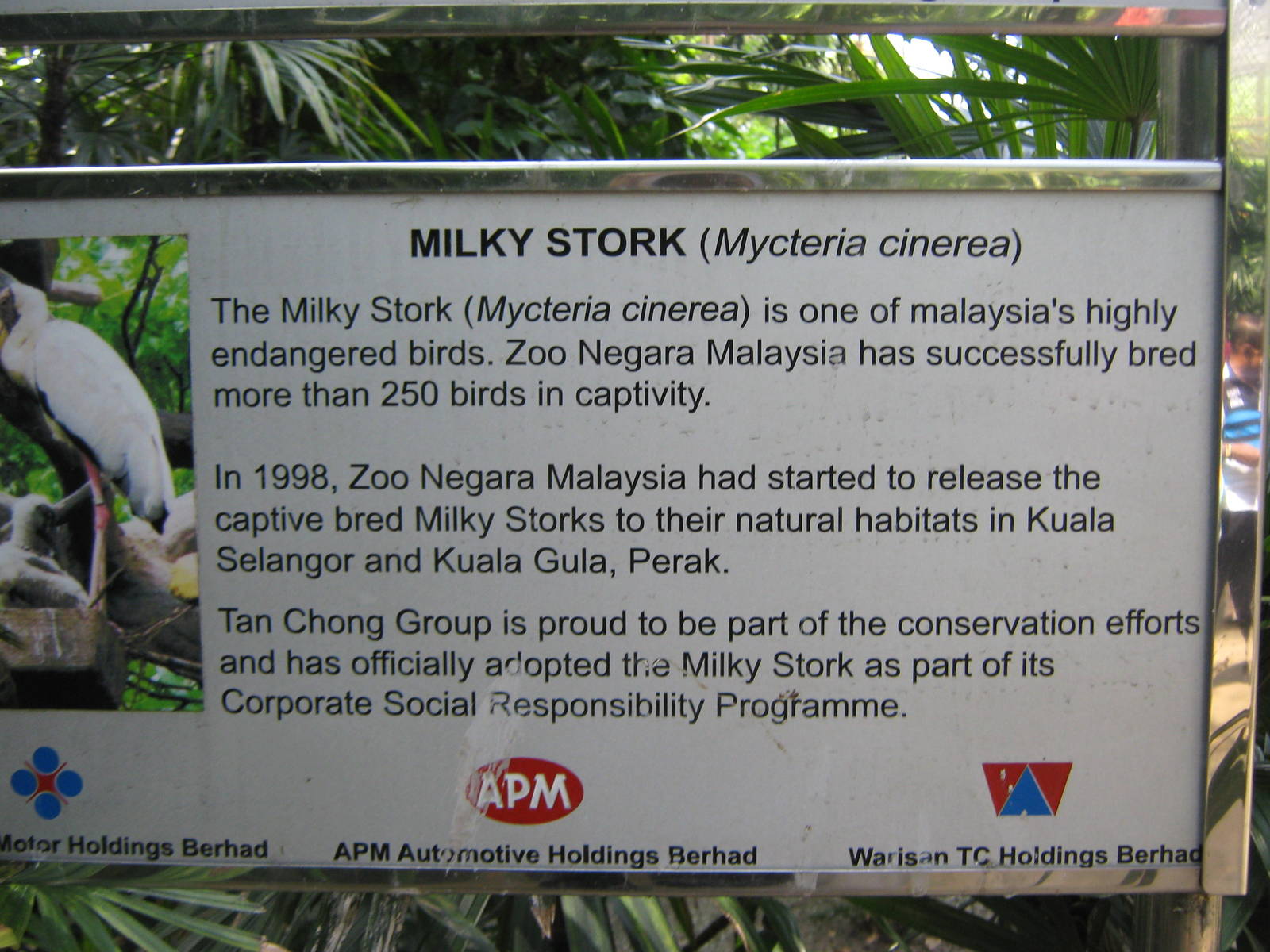 sign about the milky stork breeding programme