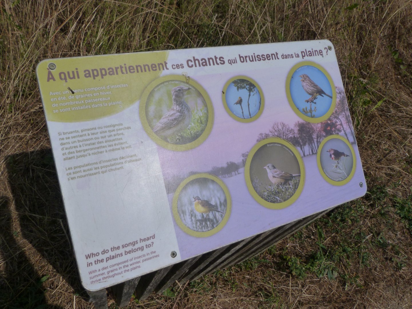 Sign about the passerines of the countryside -Zoodyssée (2025)