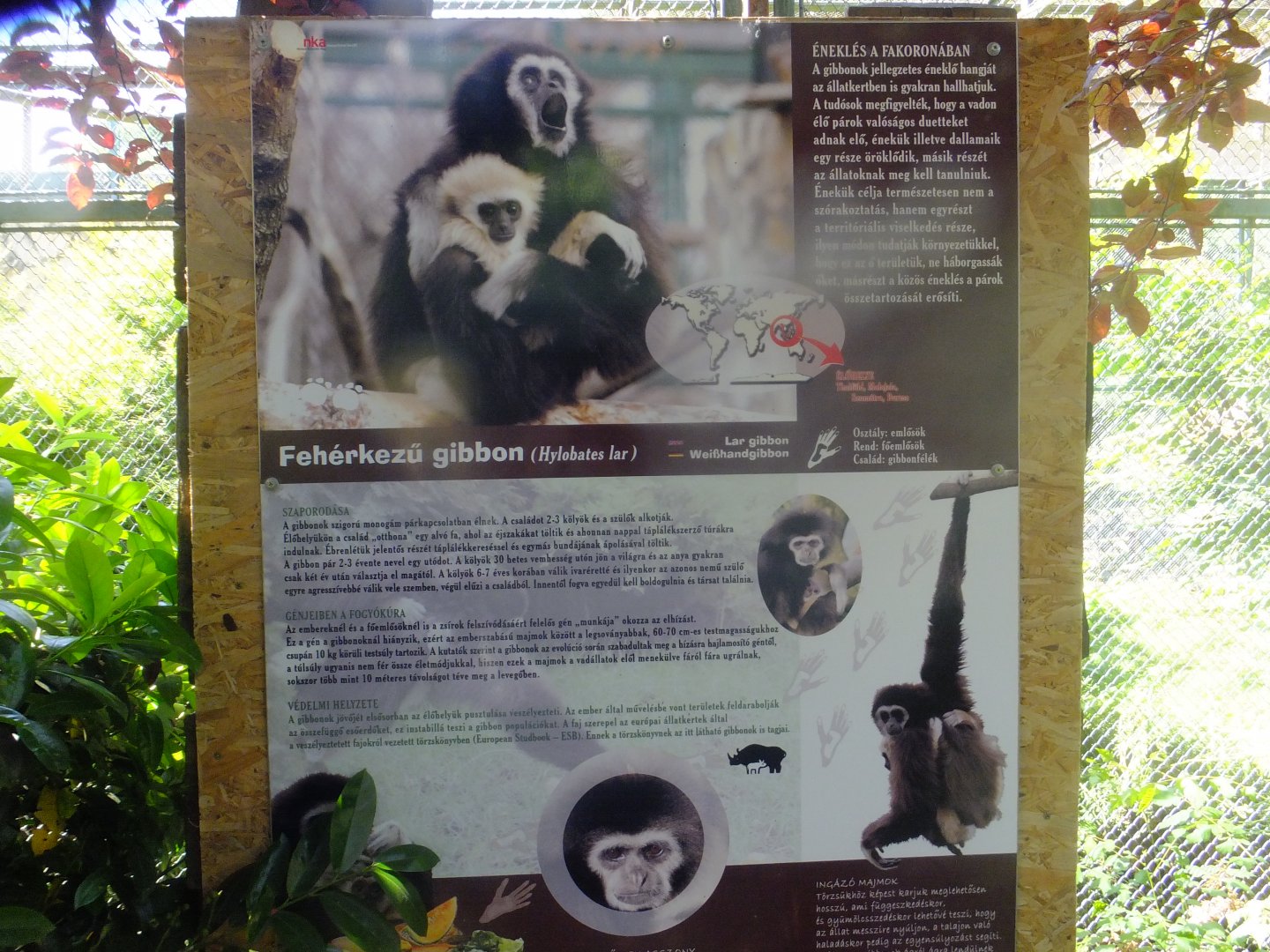Sign about White-handed gibbons
