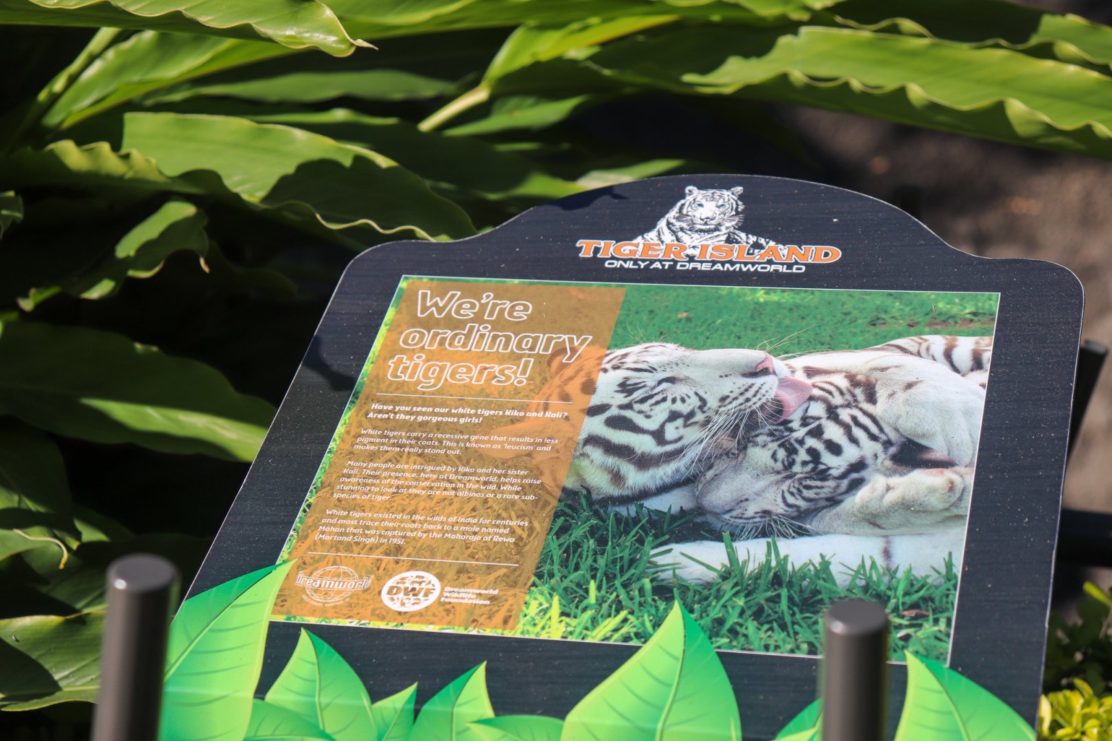 Sign About White Tigers