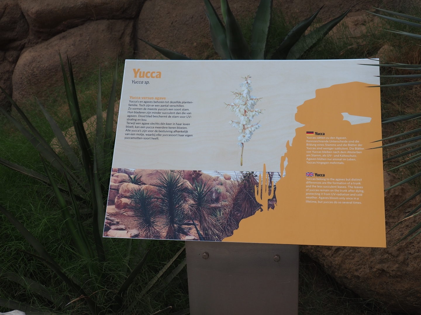 Sign about yucca plants (Sep 16th, 2018)