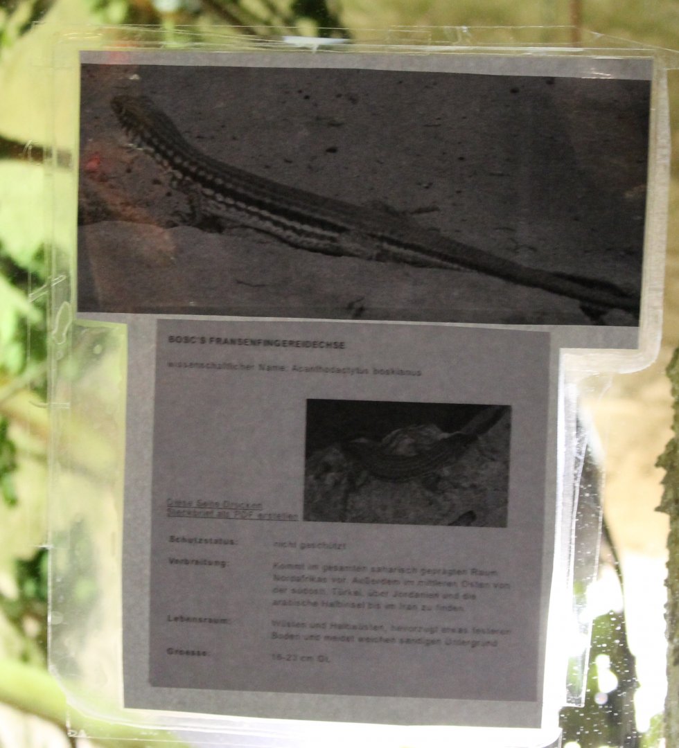 Sign Acanthodactylus boscianus