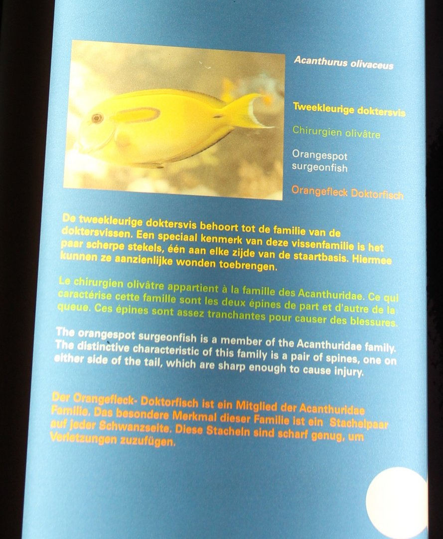 Sign Acanthurus olivasceus