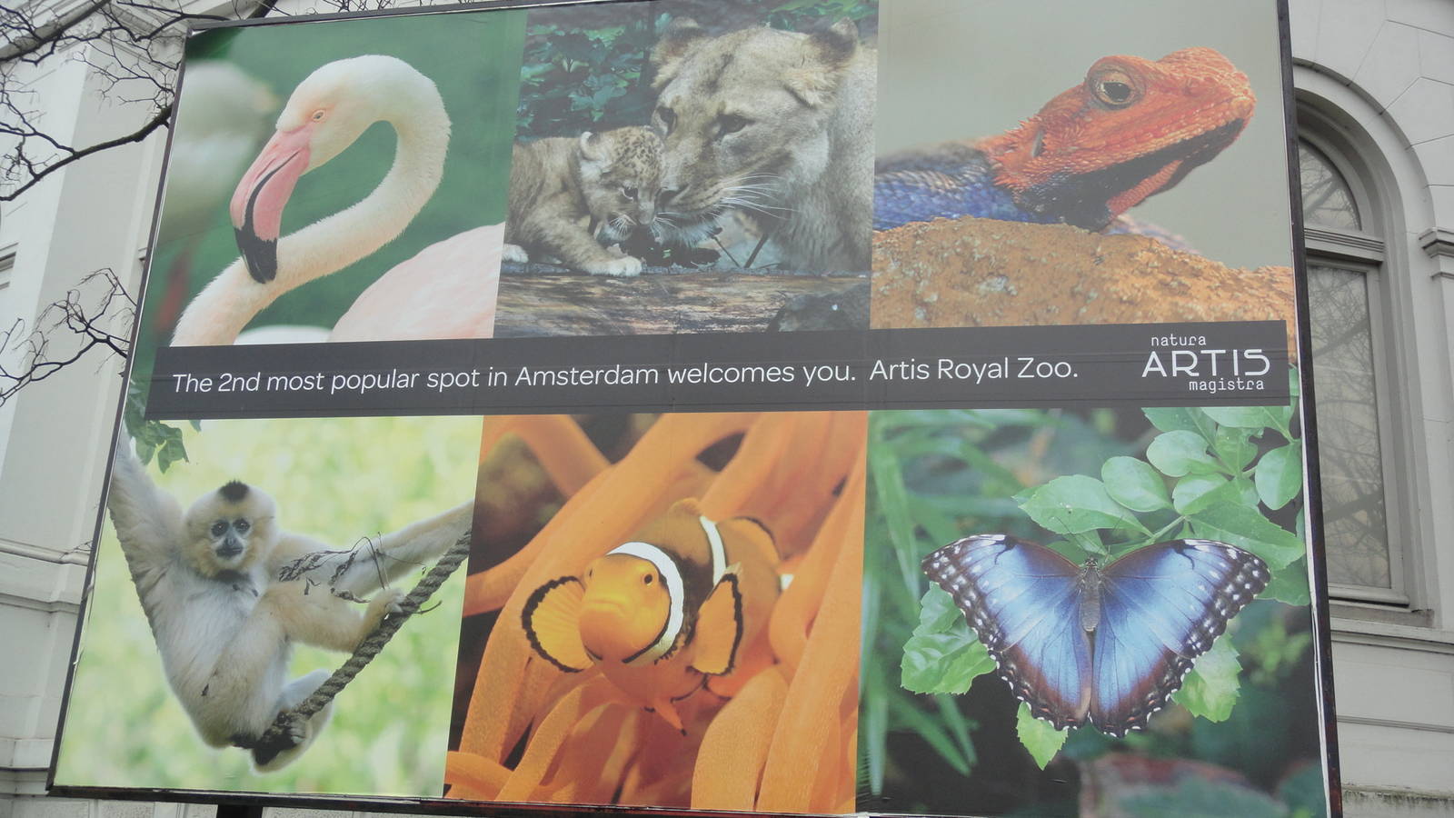 Sign Advertising Artis Zoo in Amsterdam