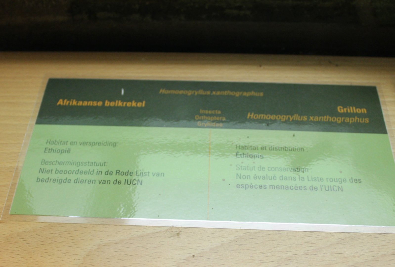 Sign African bell cricket