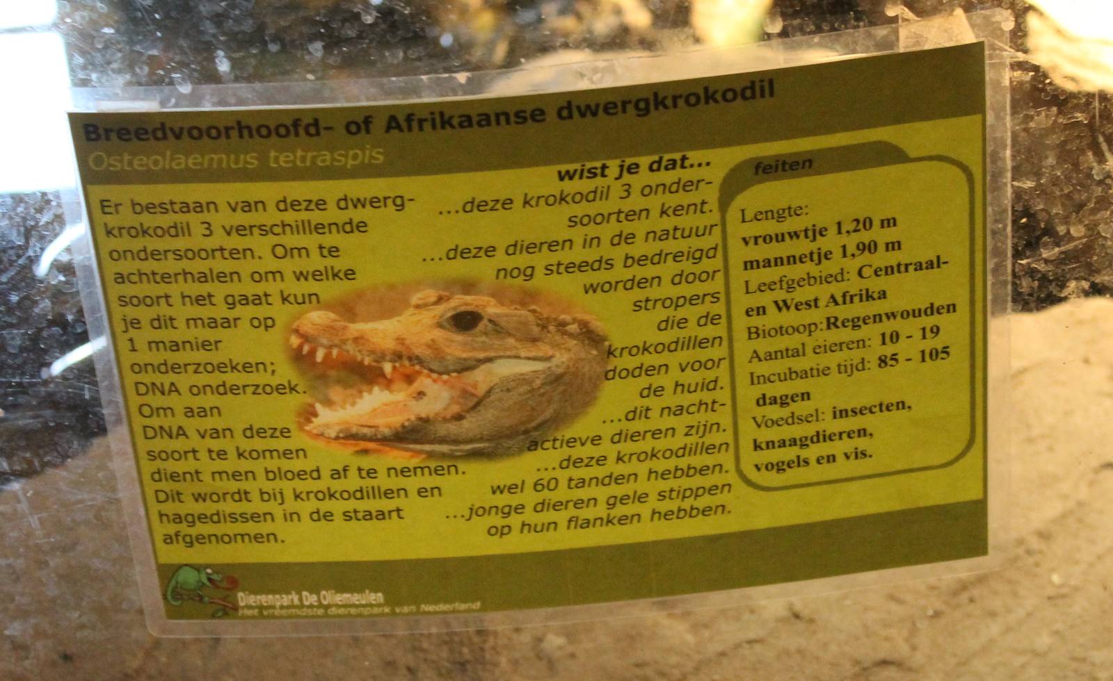 Sign African dwarf crocodile