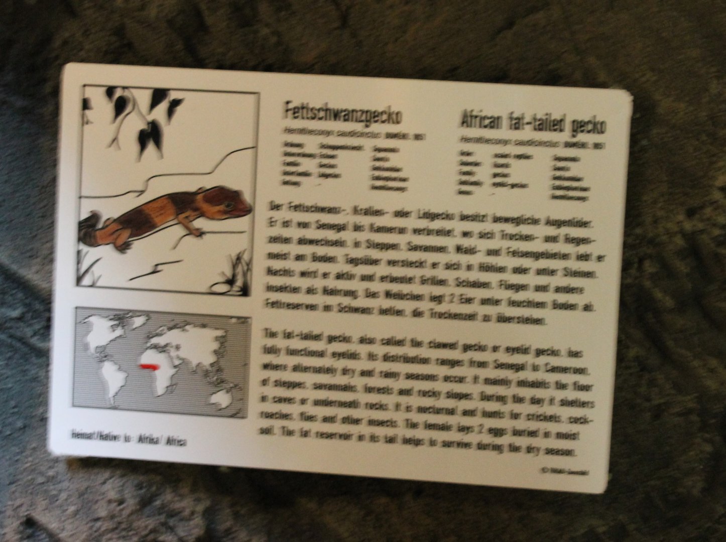 Sign African fat-tailed gecko