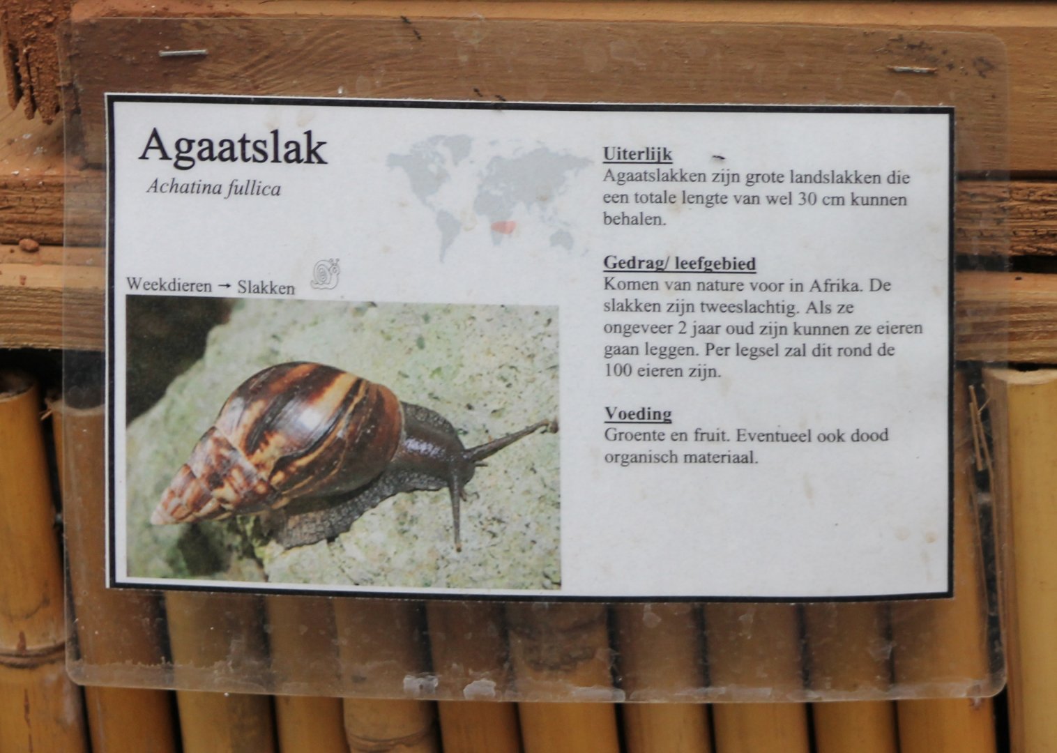 Sign African giant landsnail
