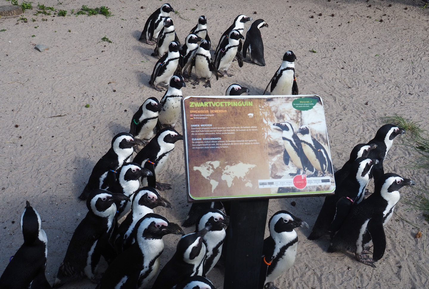 Sign African penguin and African black-footed penguins (Spheniscus demersus), 2019-06-01