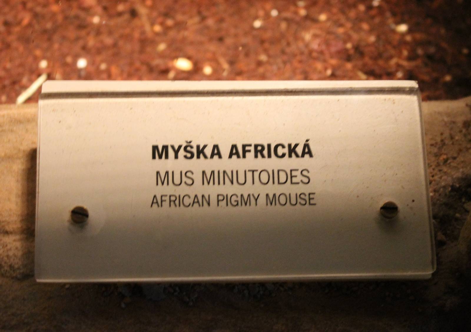 Sign African pygmy mouse