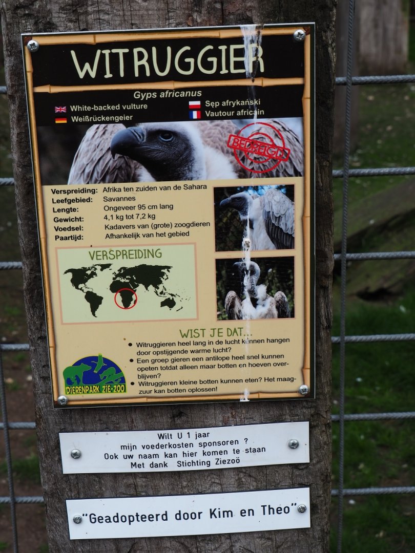 Sign African white-backed vulture, 2019-04-06