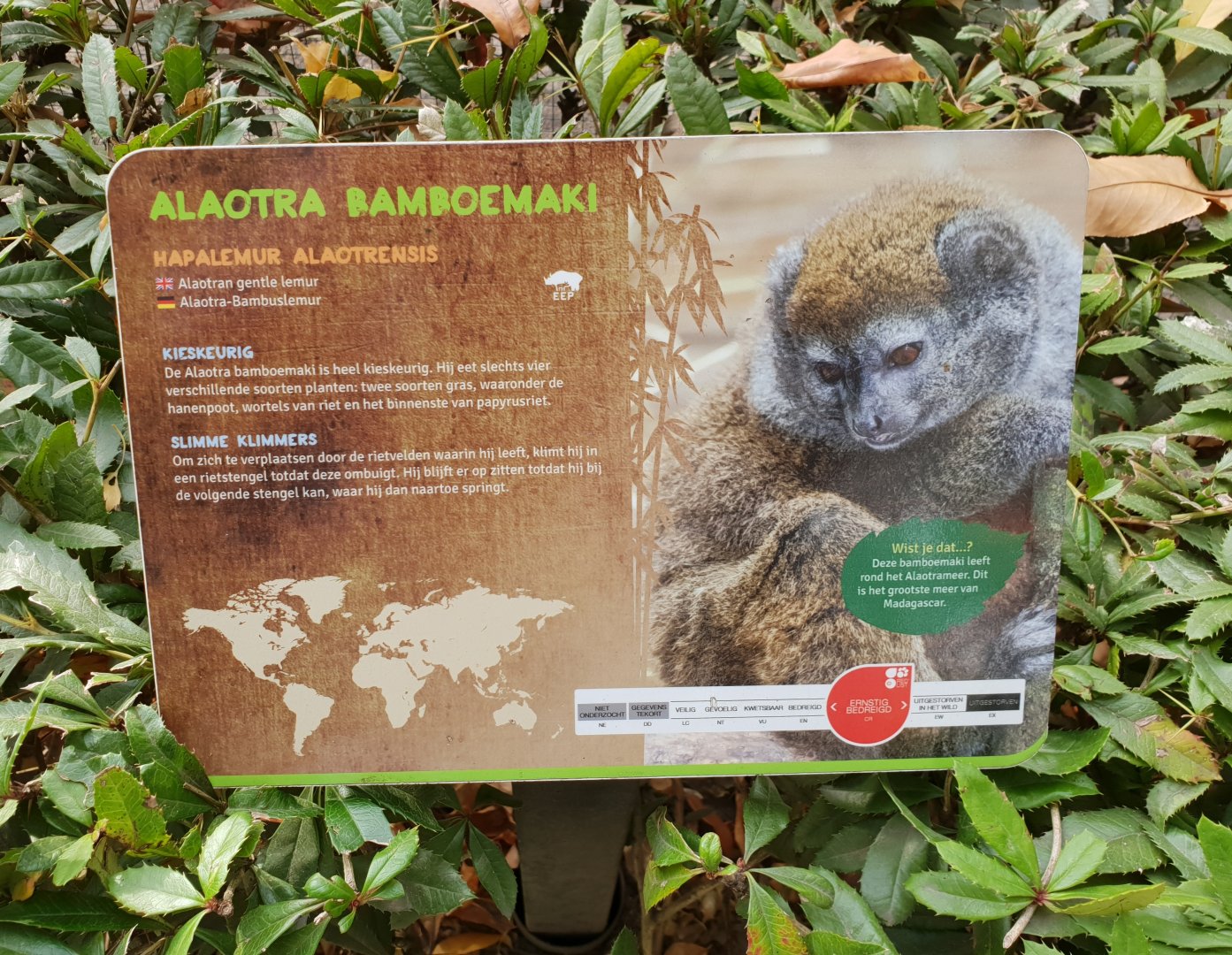 Sign Alaotra gentle lemur