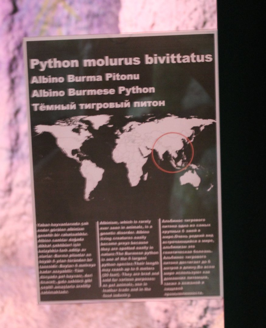 Sign Albino Burmese python