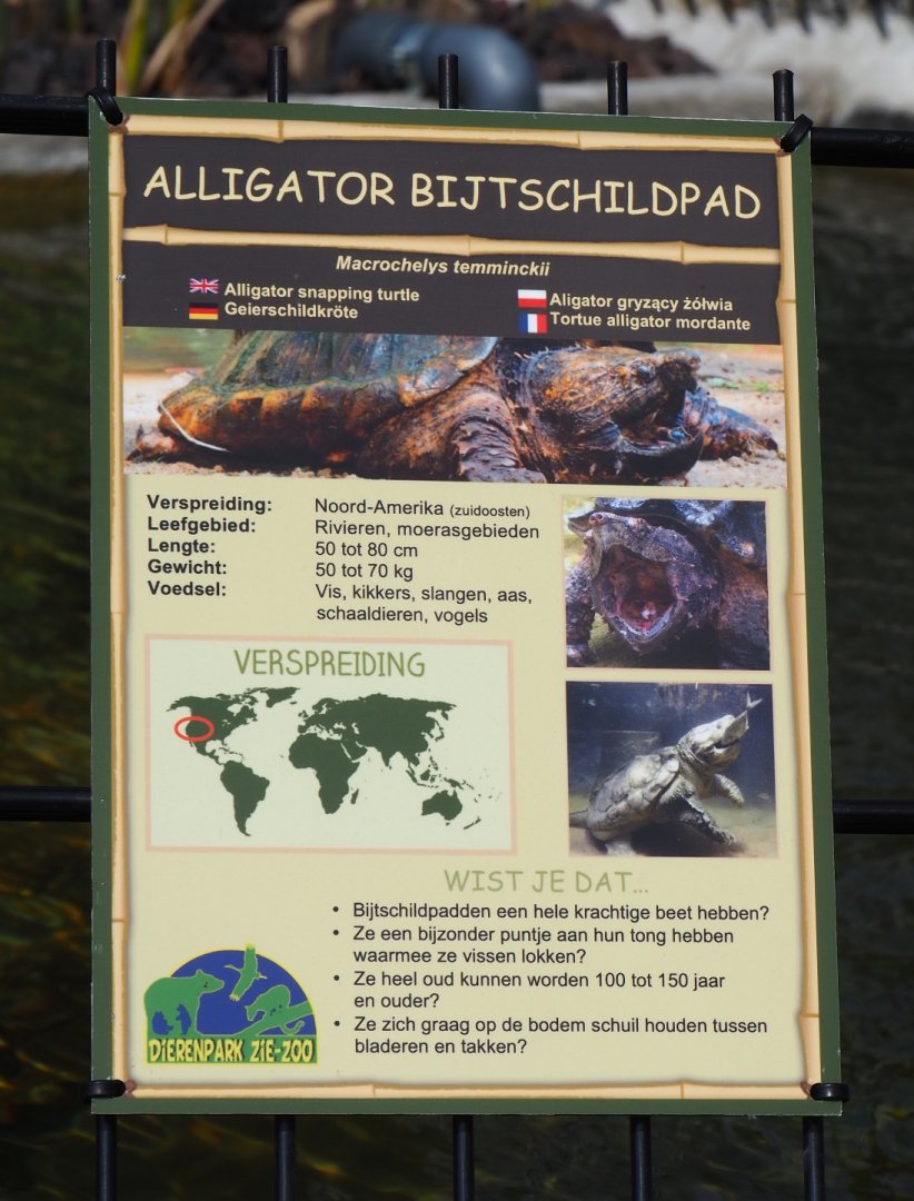 Sign Alligator snapping turtle, 2019-04-06