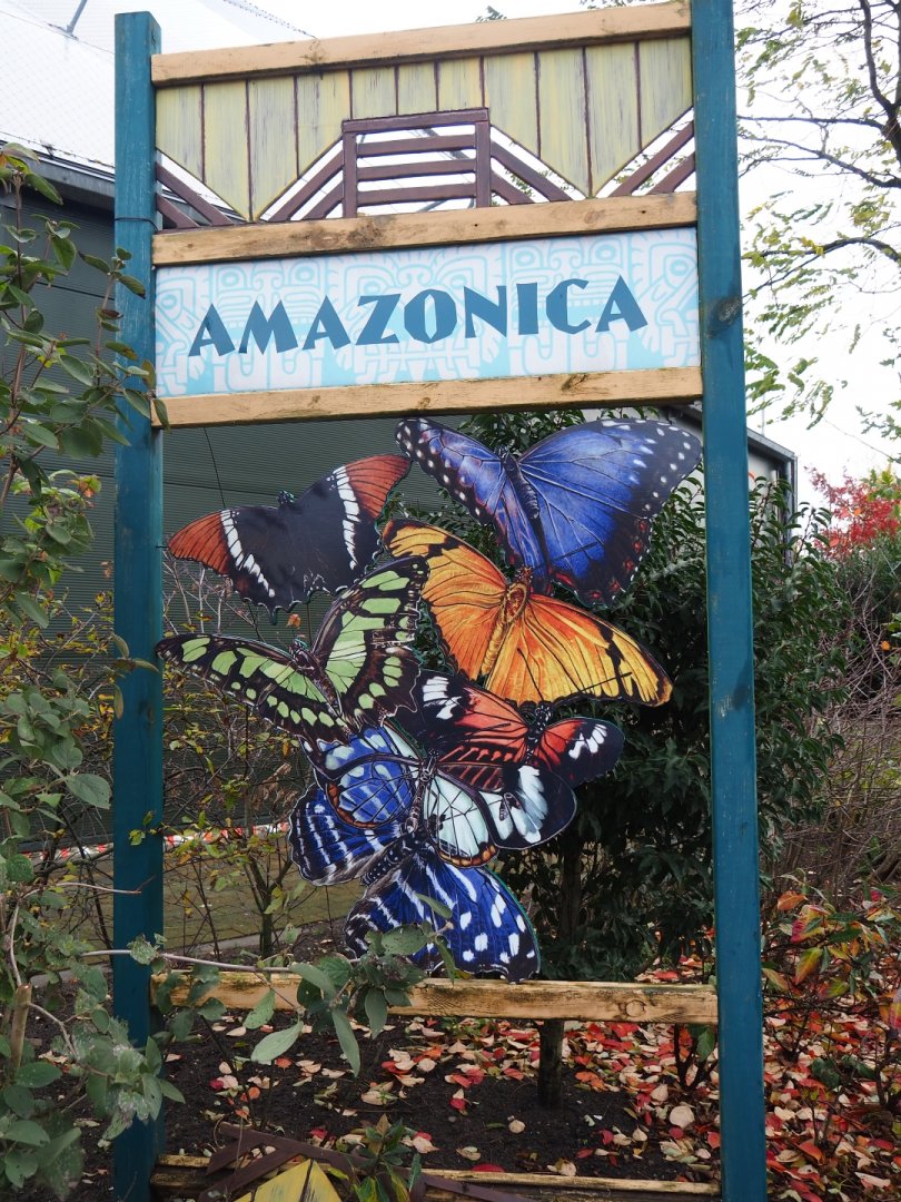 Sign Amazonica (Nov 10th, 2018)