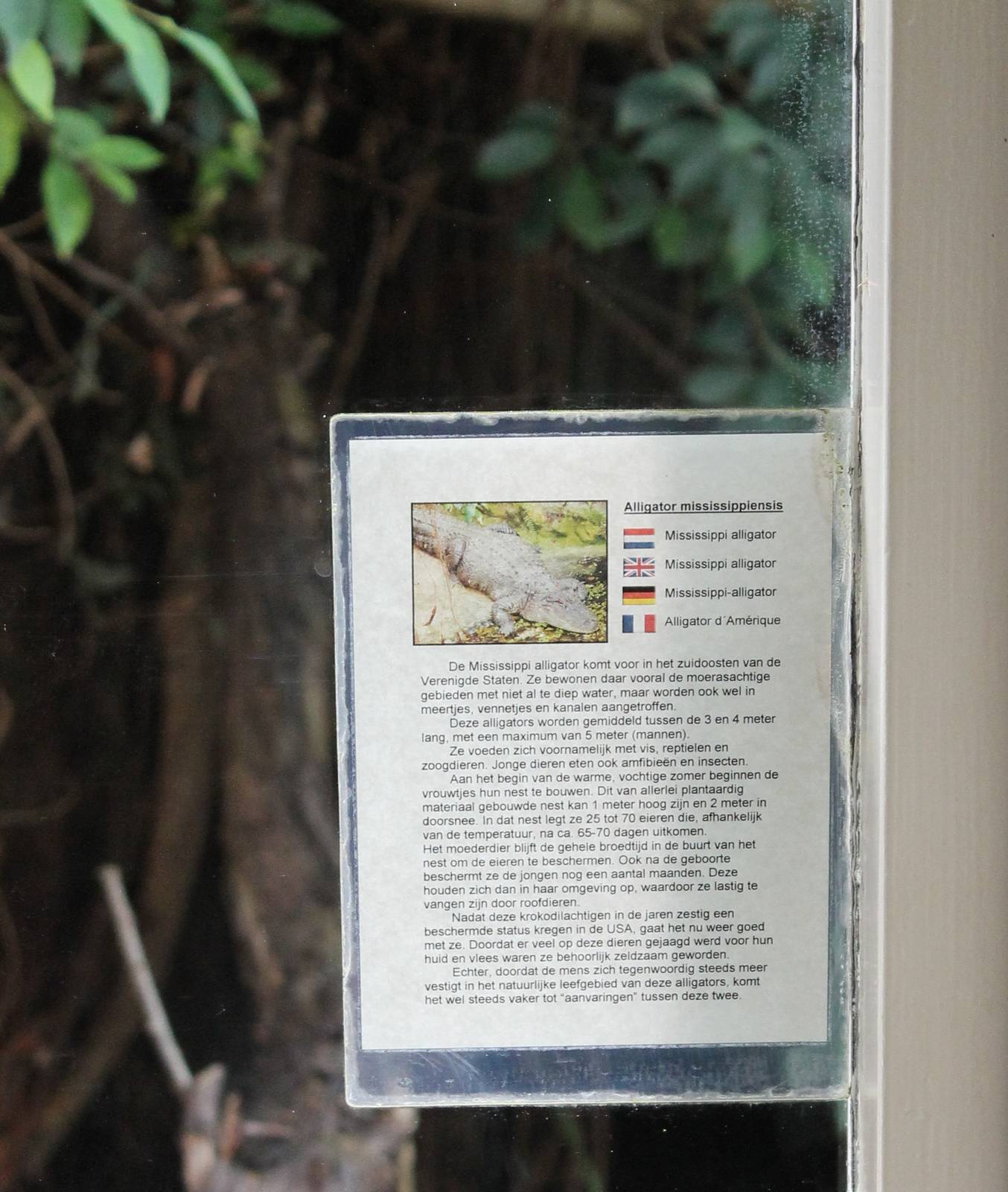 Sign American alligator