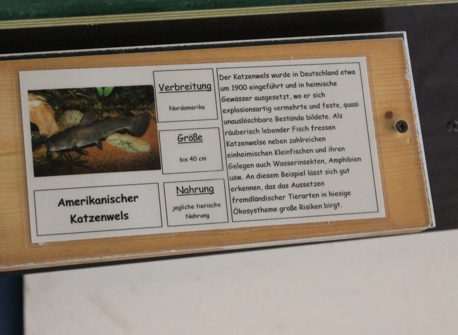 Sign American catfish