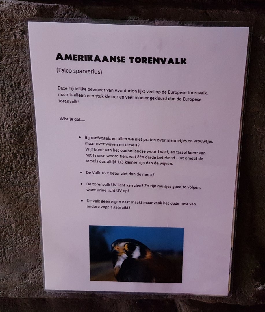 Sign American kestrel