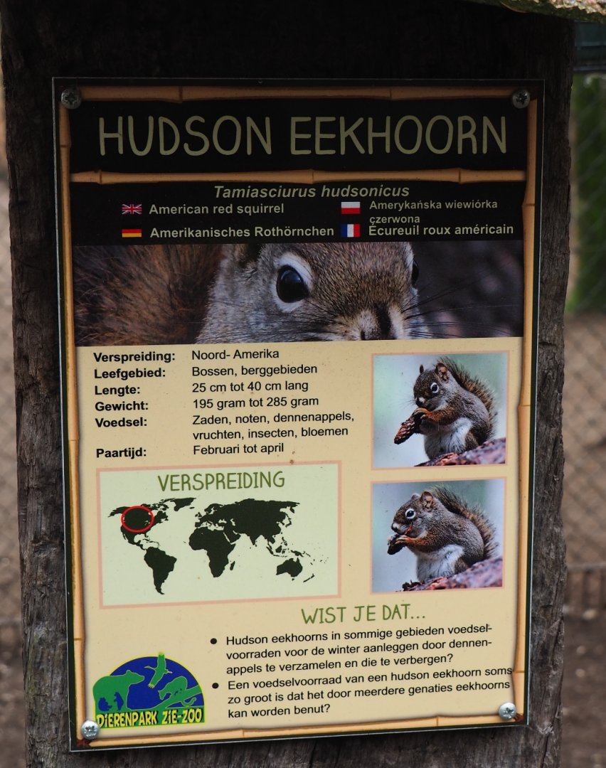 Sign American red squirrel, 2019-04-06