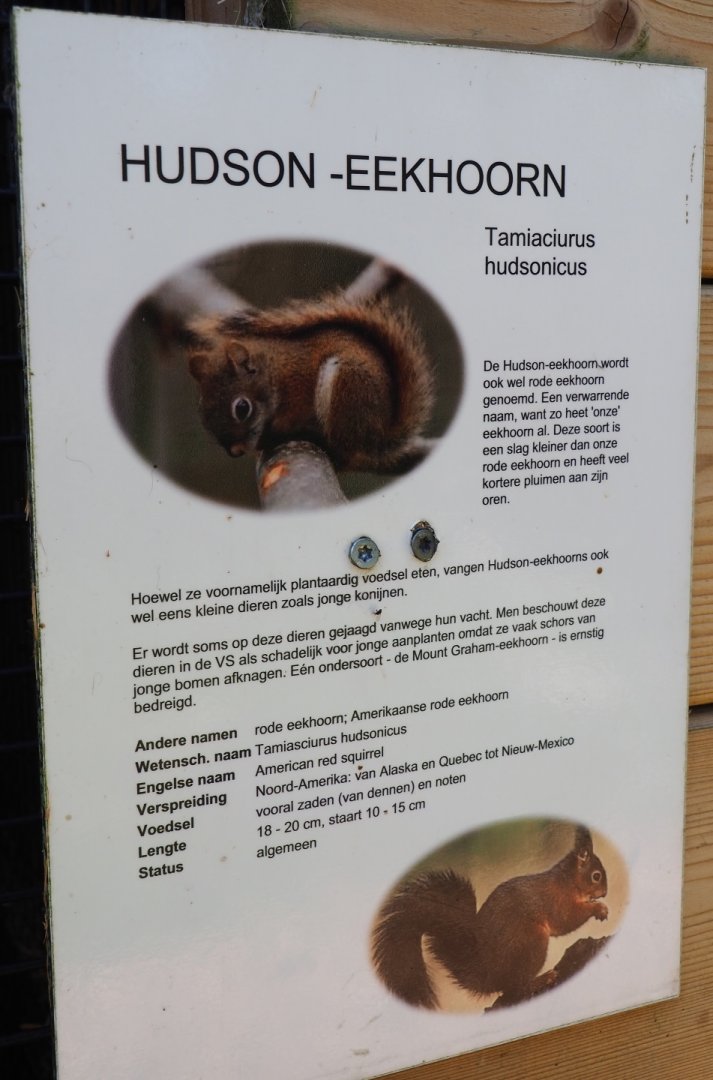 Sign American red squirrel, 2019-06-01