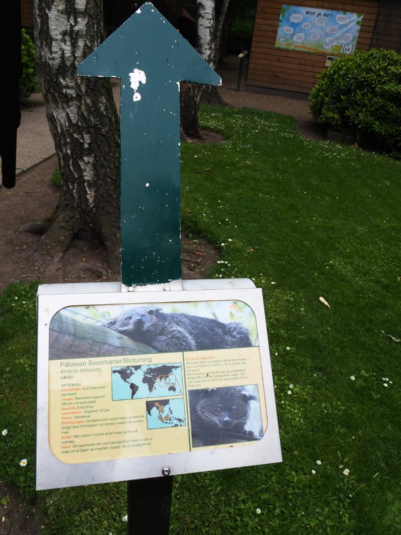 Sign and arrow Palawan binturong, 2019-05-25