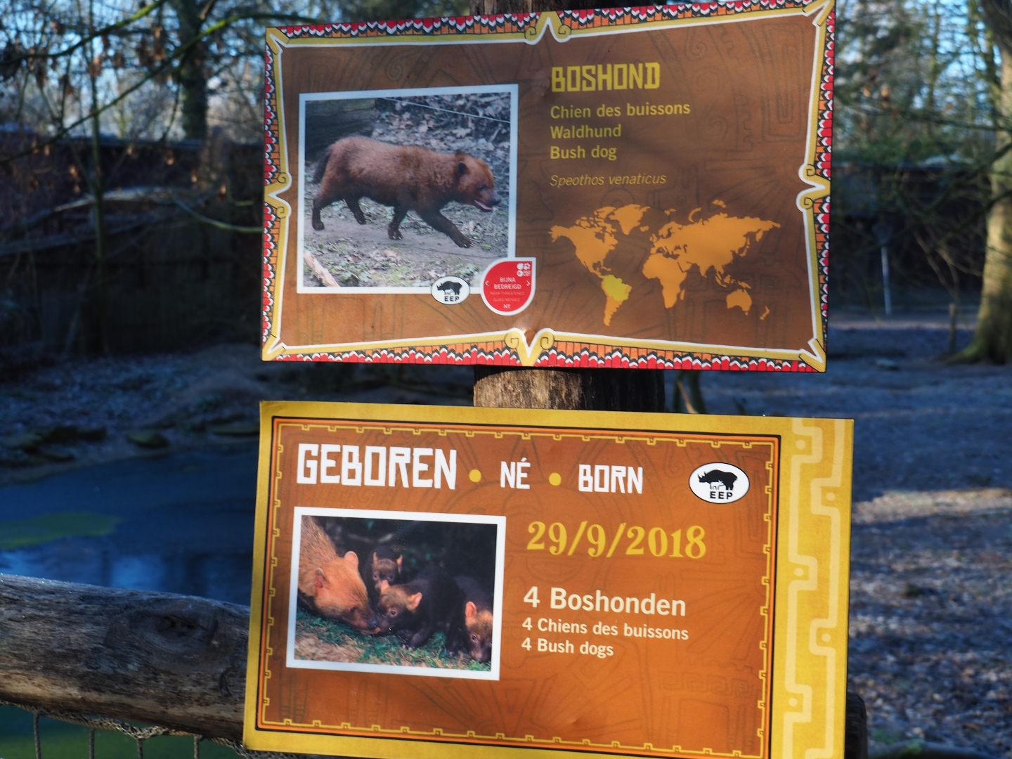 Sign and birth sign Bush dogs (Jan 20th, 2019)