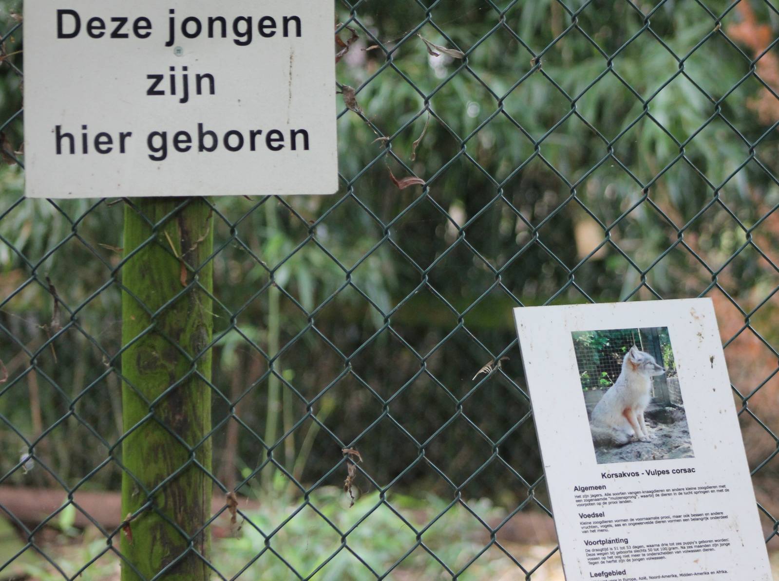 Sign and birth-sign Corsac fox