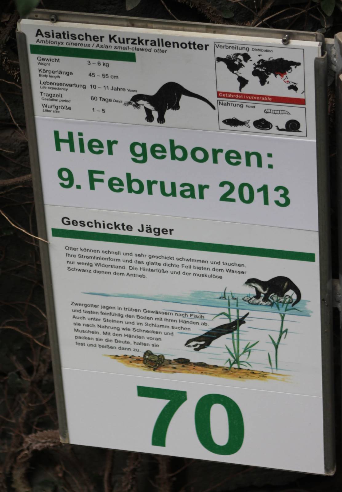 Sign and birth sign of Oriental Small-clawed otter