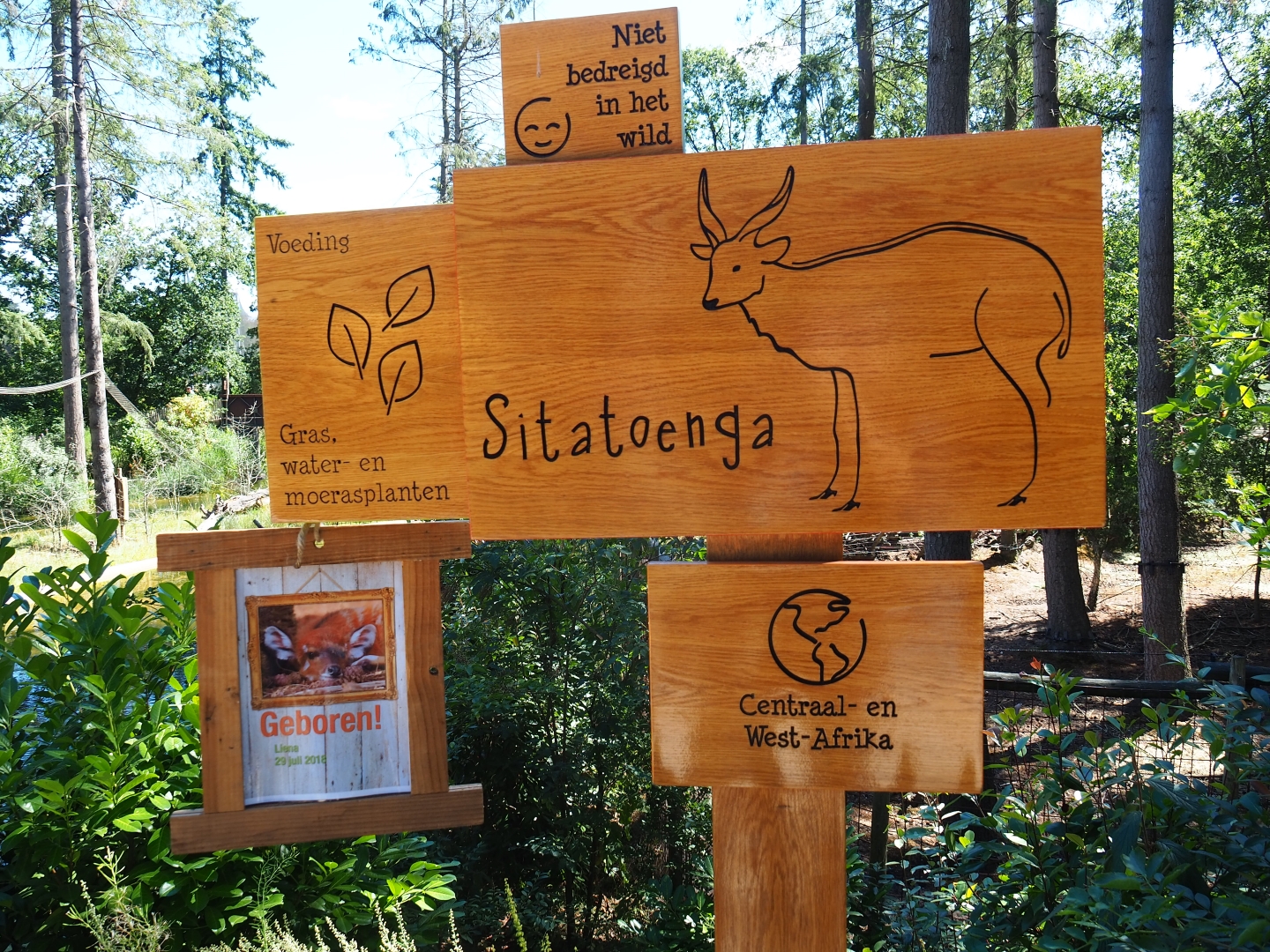 Sign and birth sign western sitatunga