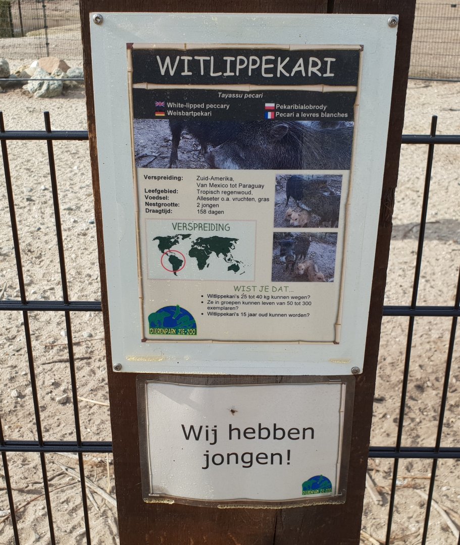 Sign and birth-sign White-lipped peccary