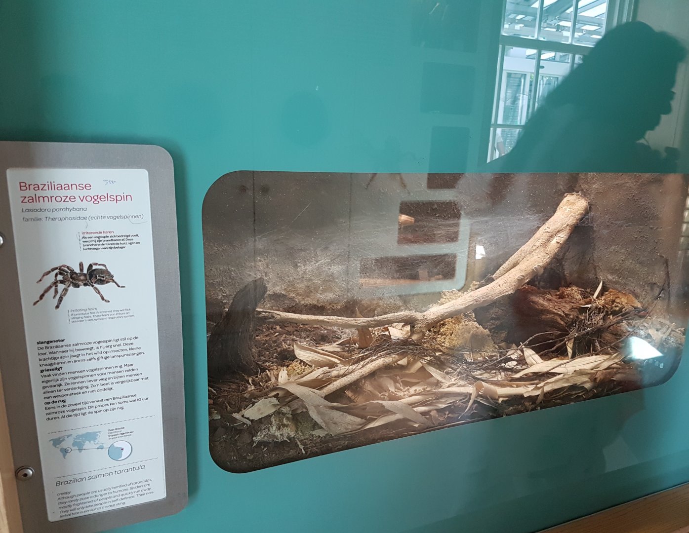 Sign and enclosure Brazilian salmon tarantula