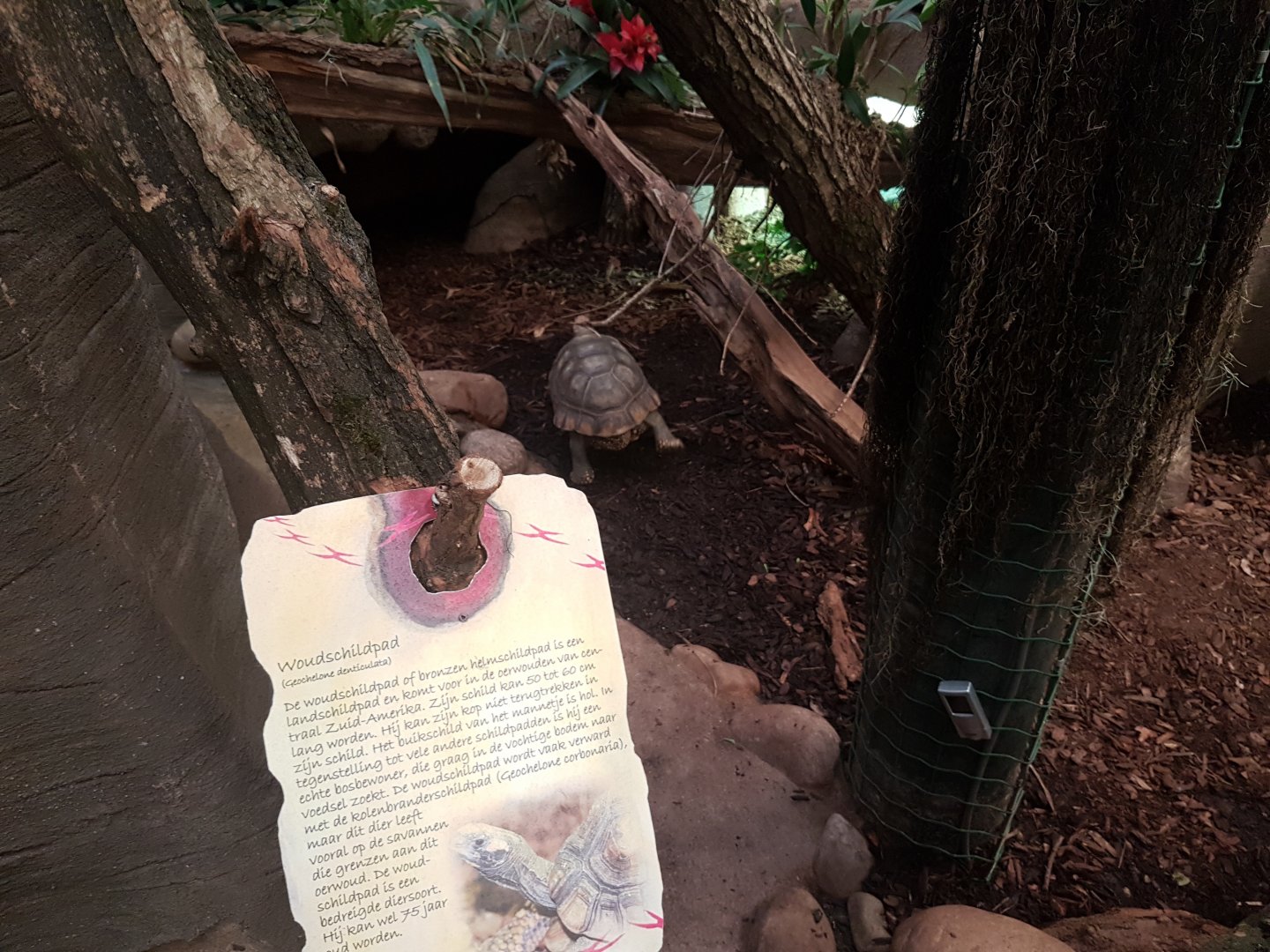 Sign and enclosure Yellow-footed tortoise