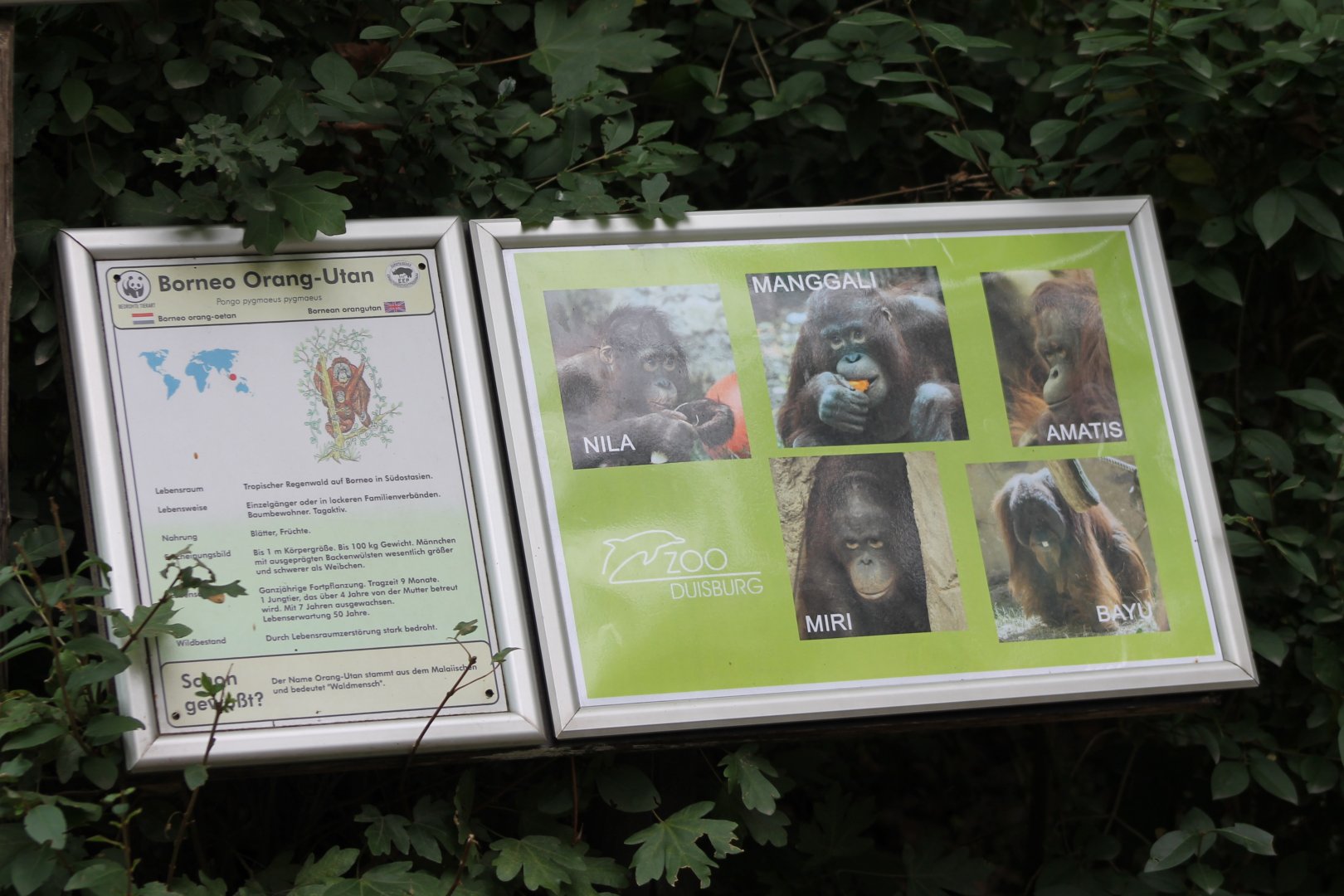 Sign and ID's Duisburg Orang utans