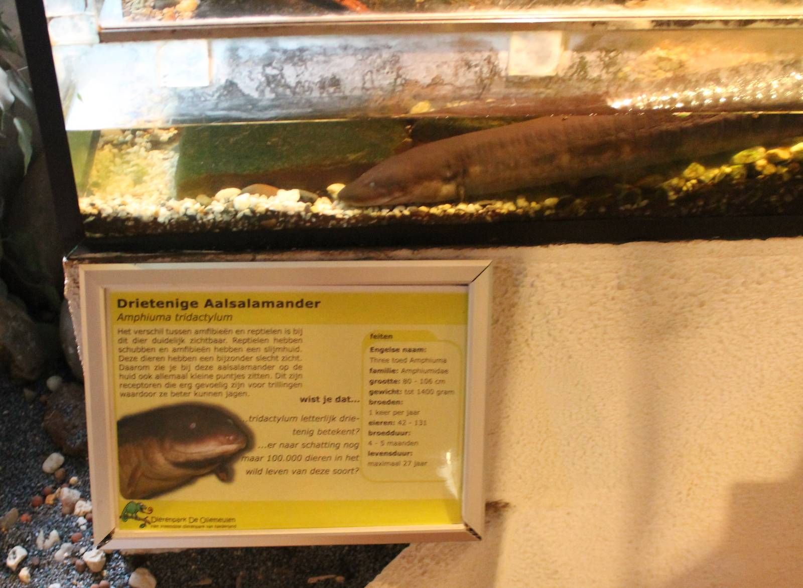 Sign and part enclosure Amphiuma
