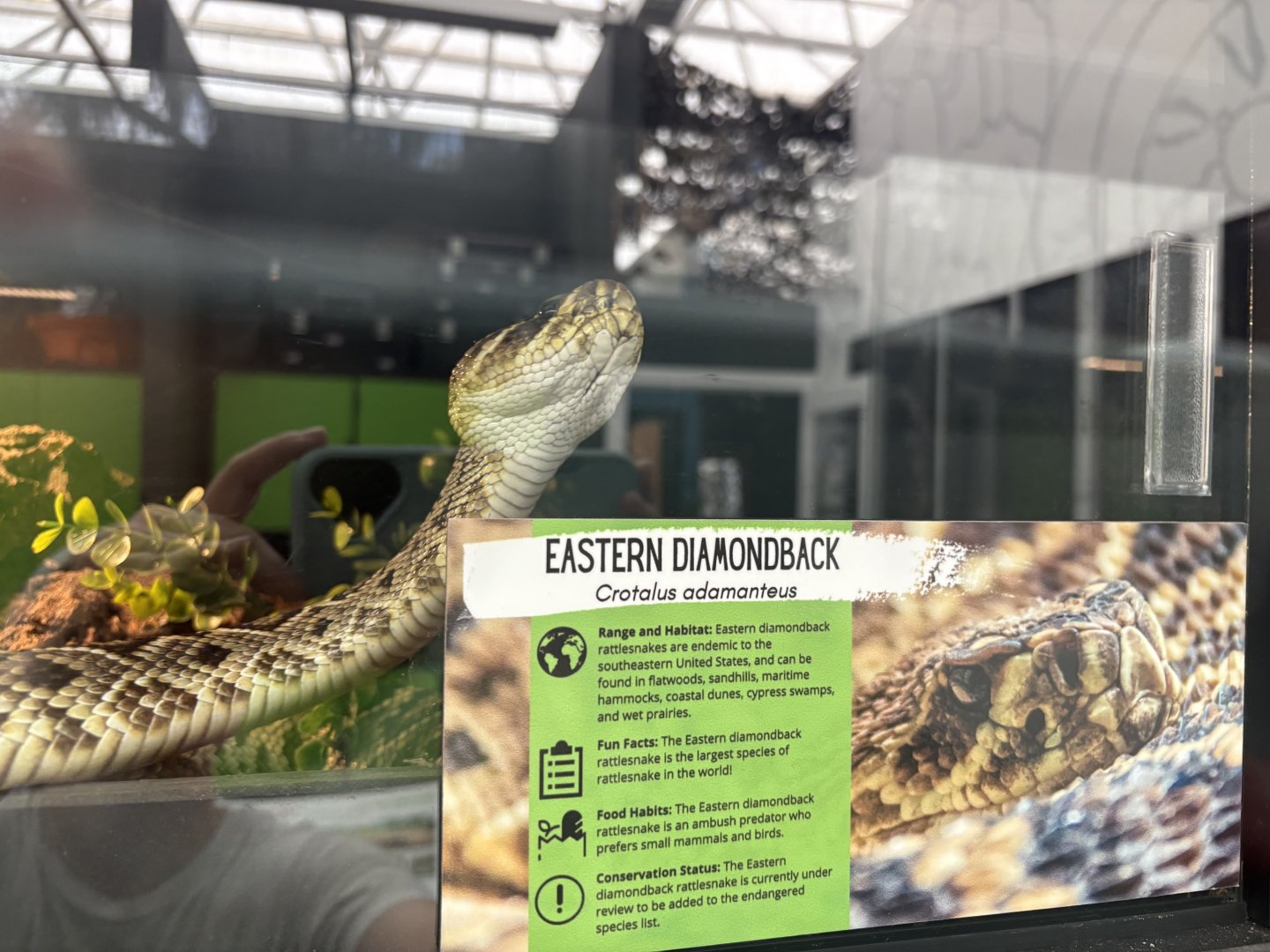 Sign (and snake) - Eastern Diamondback