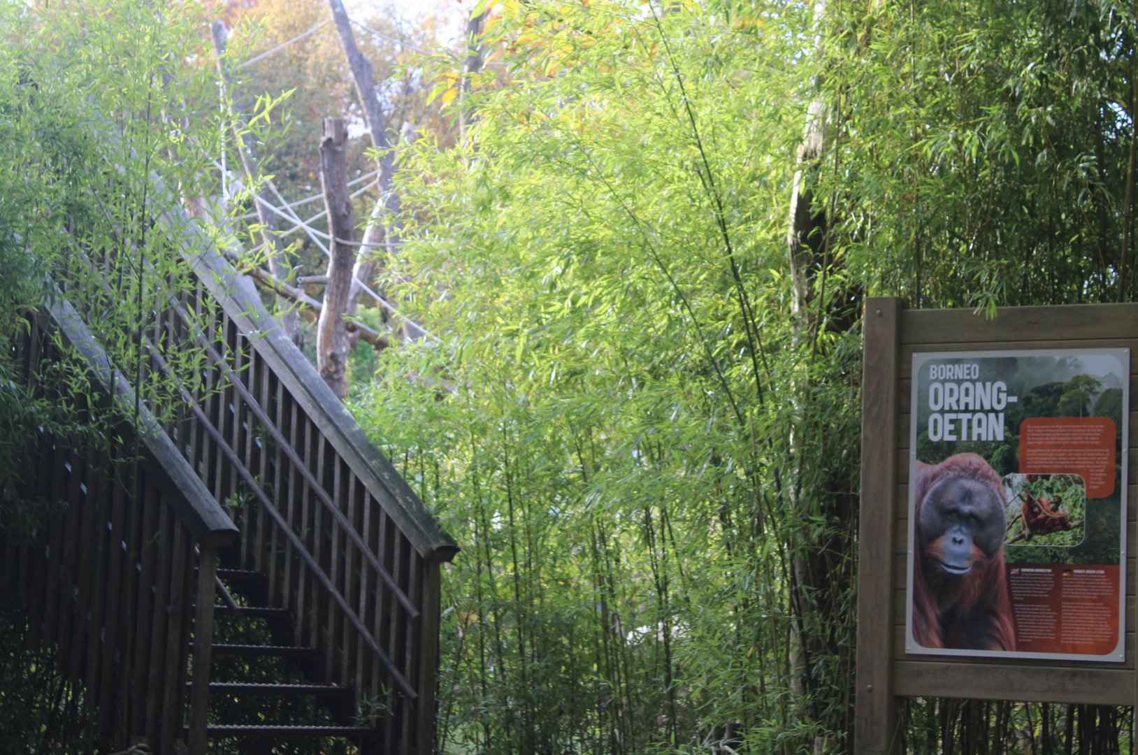 Sign and stairs toward viewing-platform Orang utans