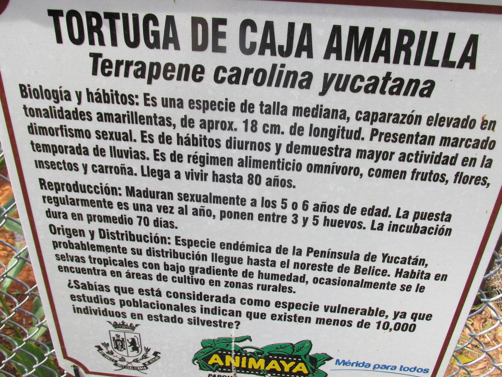 sign animaya