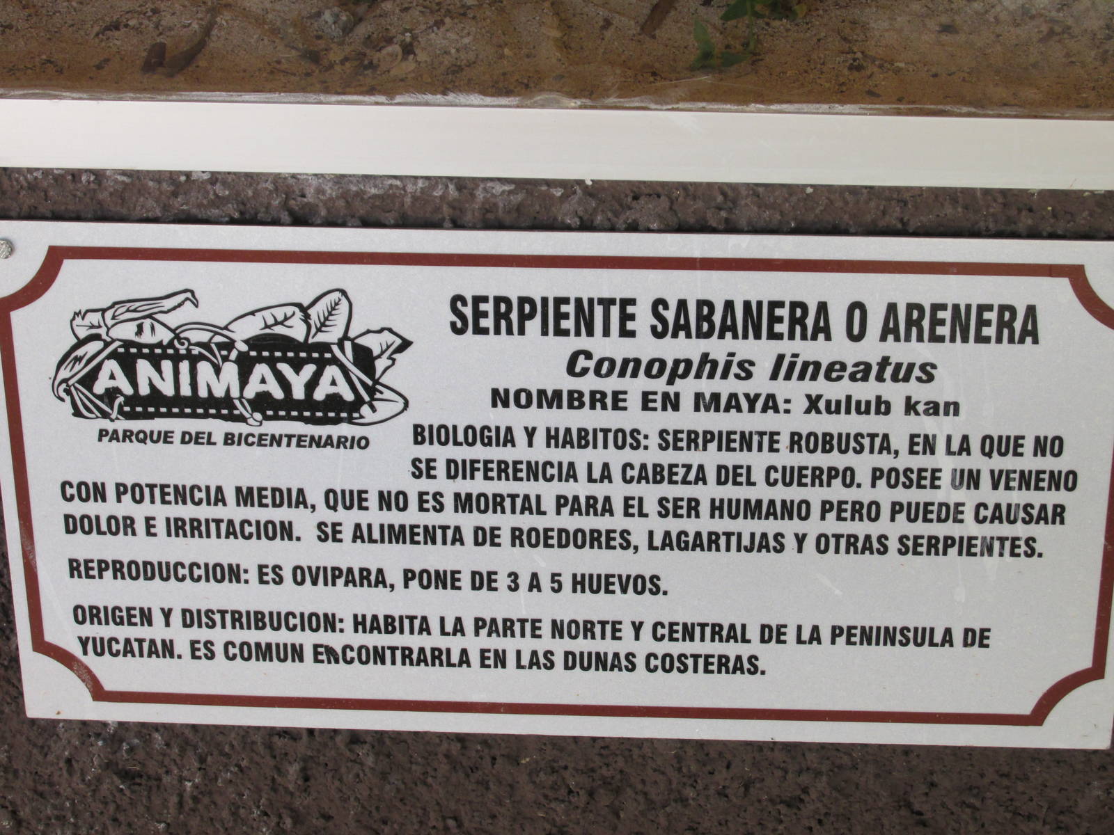 sign animaya
