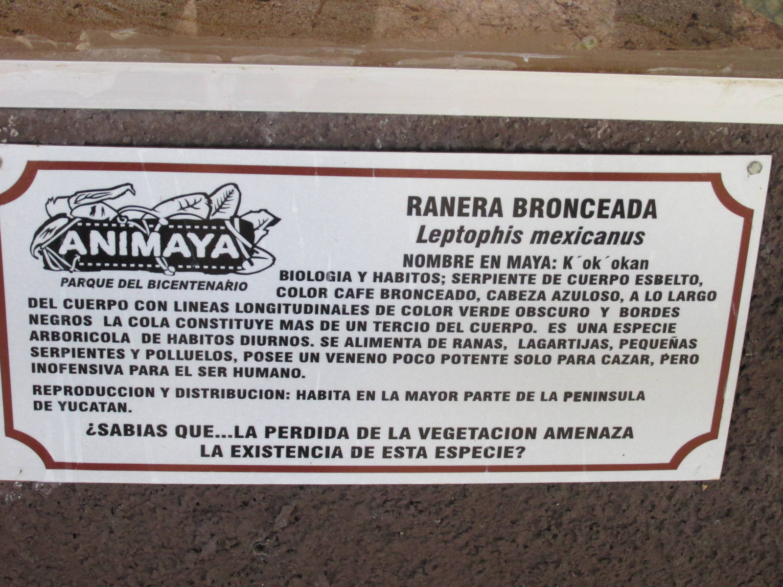 sign animaya