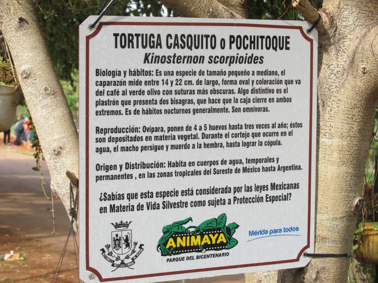 sign animaya