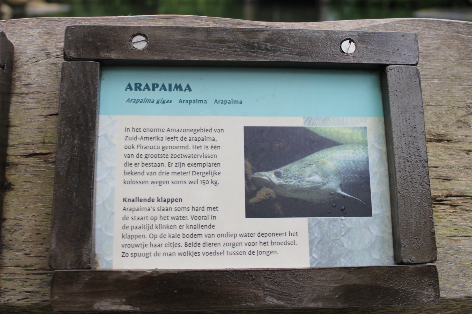 Sign Arapaima