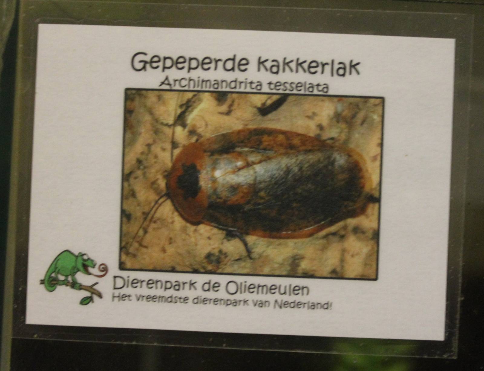 Sign Archimandrita tesselata