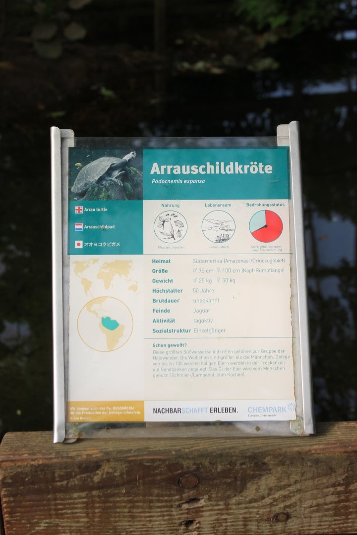 Sign Arrau turtle