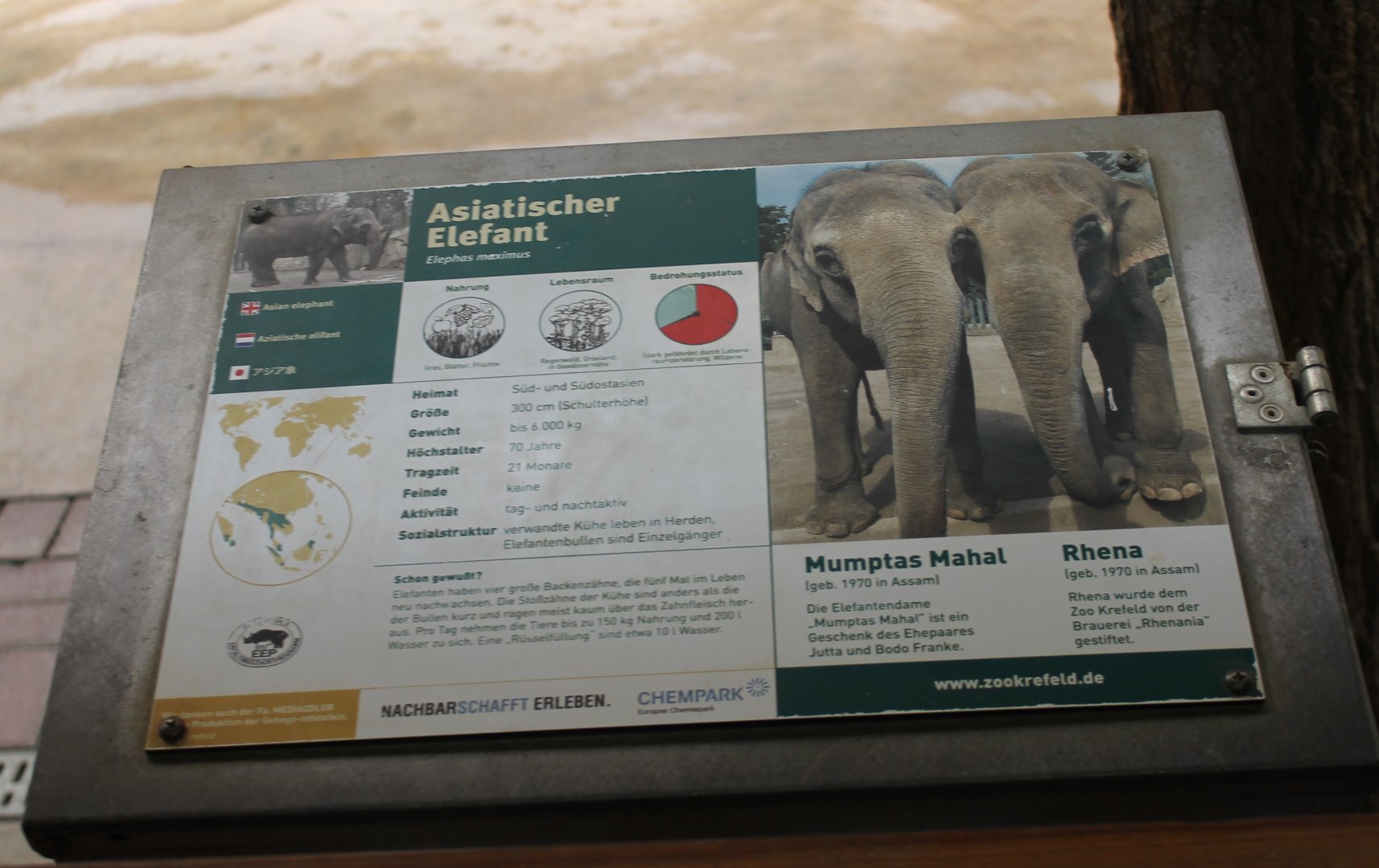 Sign Asian elephant