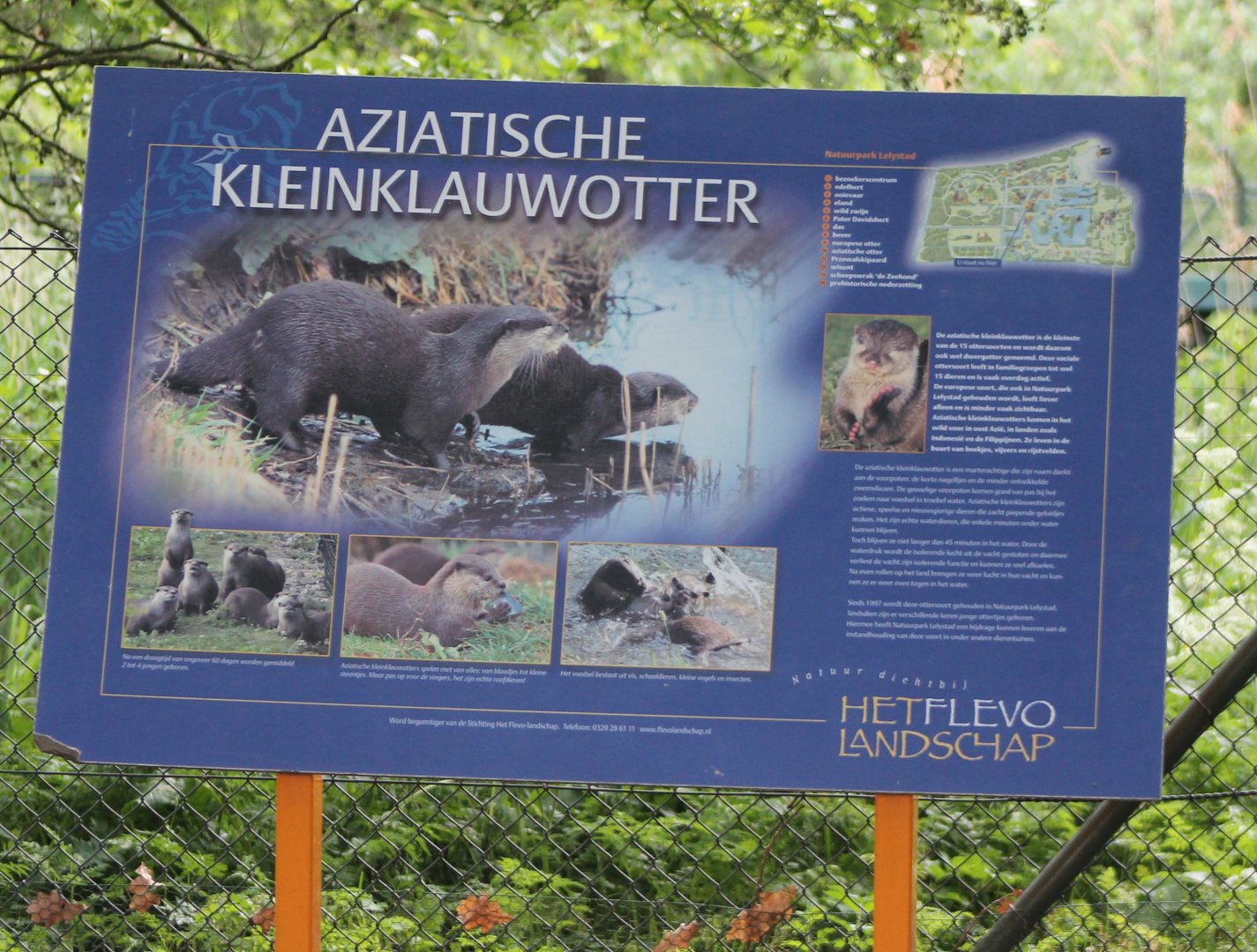 Sign Asian Small-clawed otter