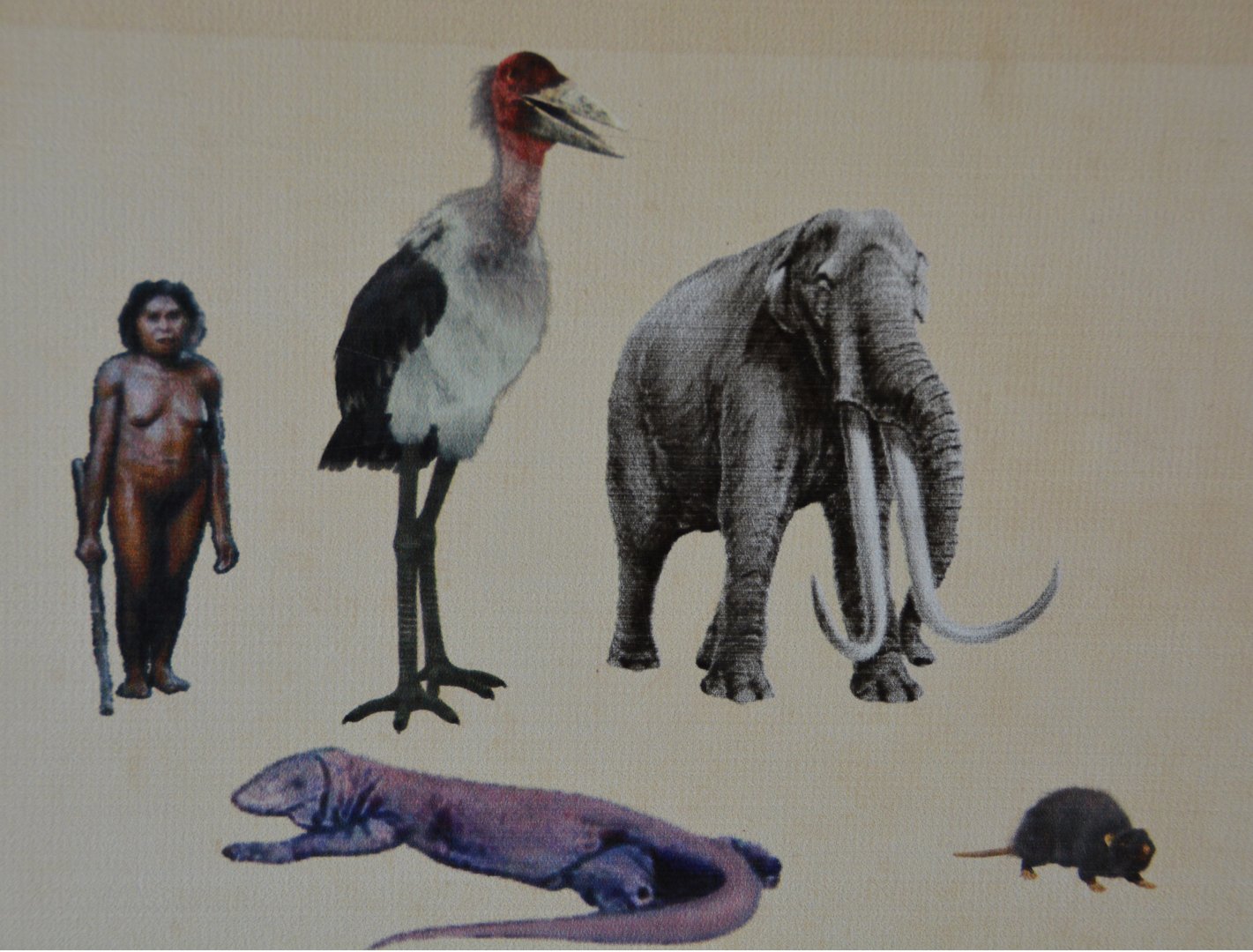Sign at "Hobbit"cave, Flores.  Depicts extinct animals