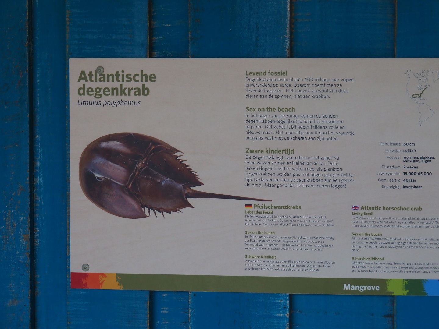 Sign Atlantic horseshoe crab (Limulus polyphemus), Sep 16th, 2018