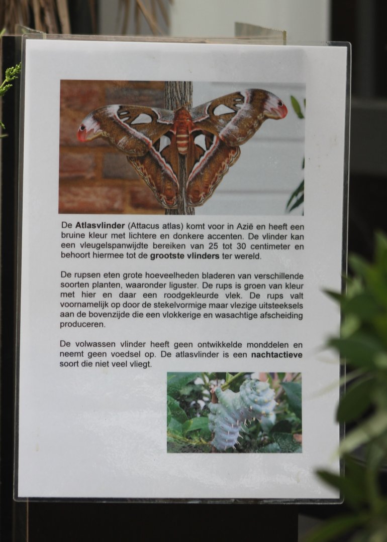 Sign Atlas-butterfly