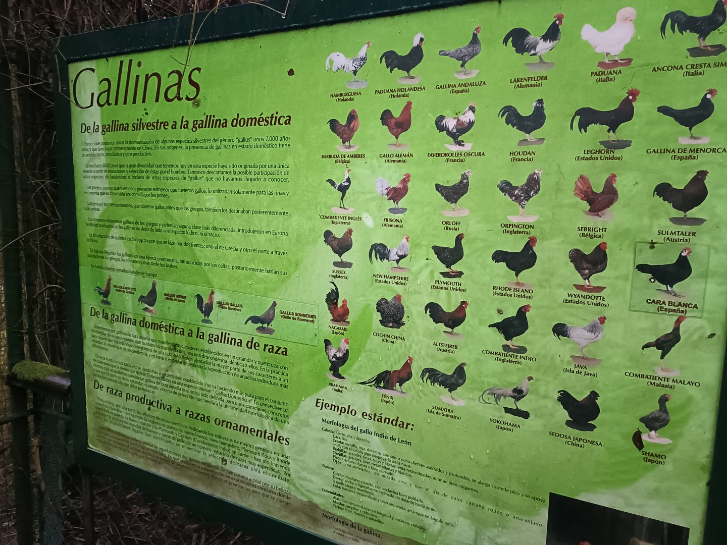 Sign - Avifauna lugo